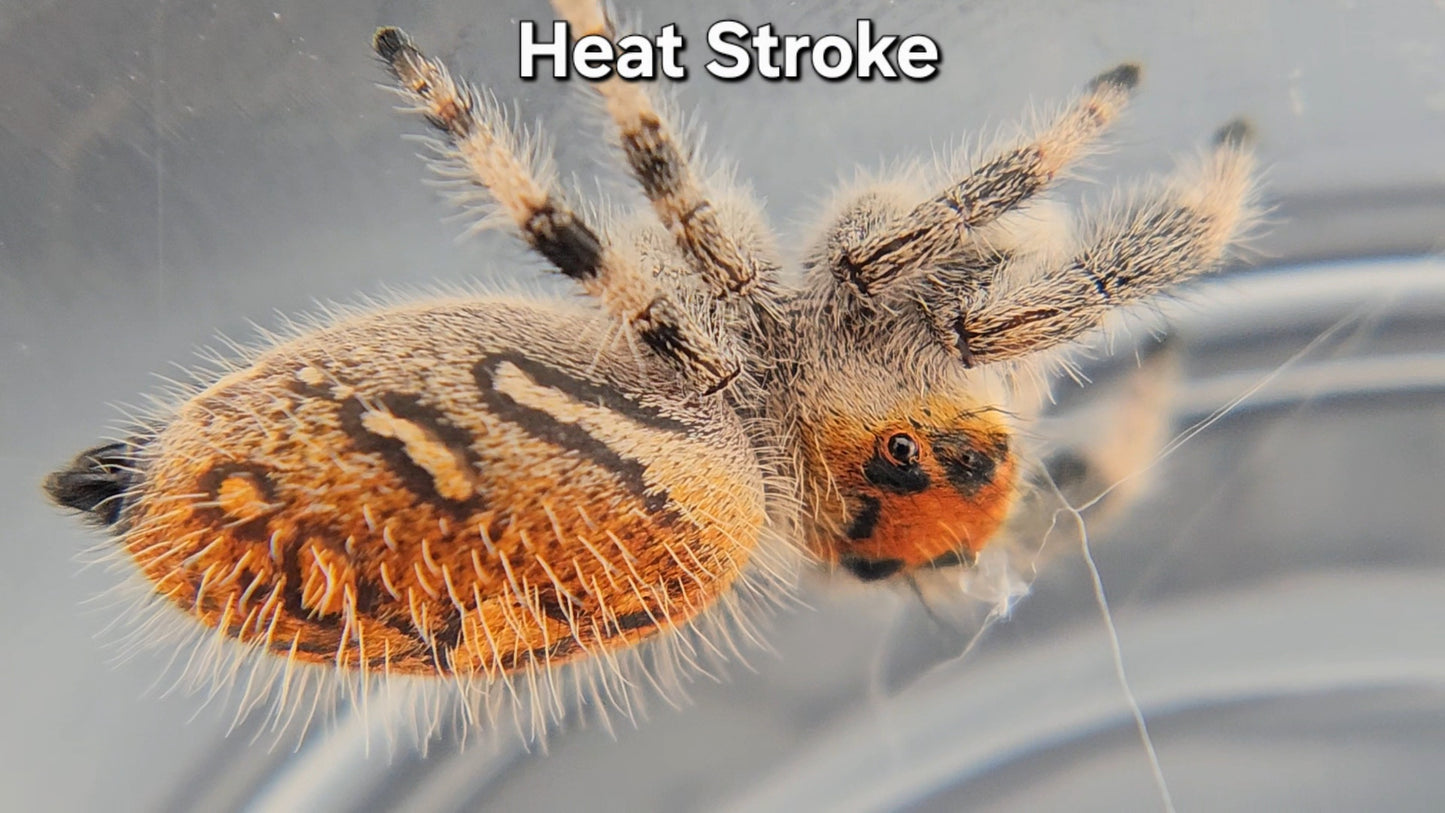 "Heat Stroke" Female Regal (Phidippus regius)