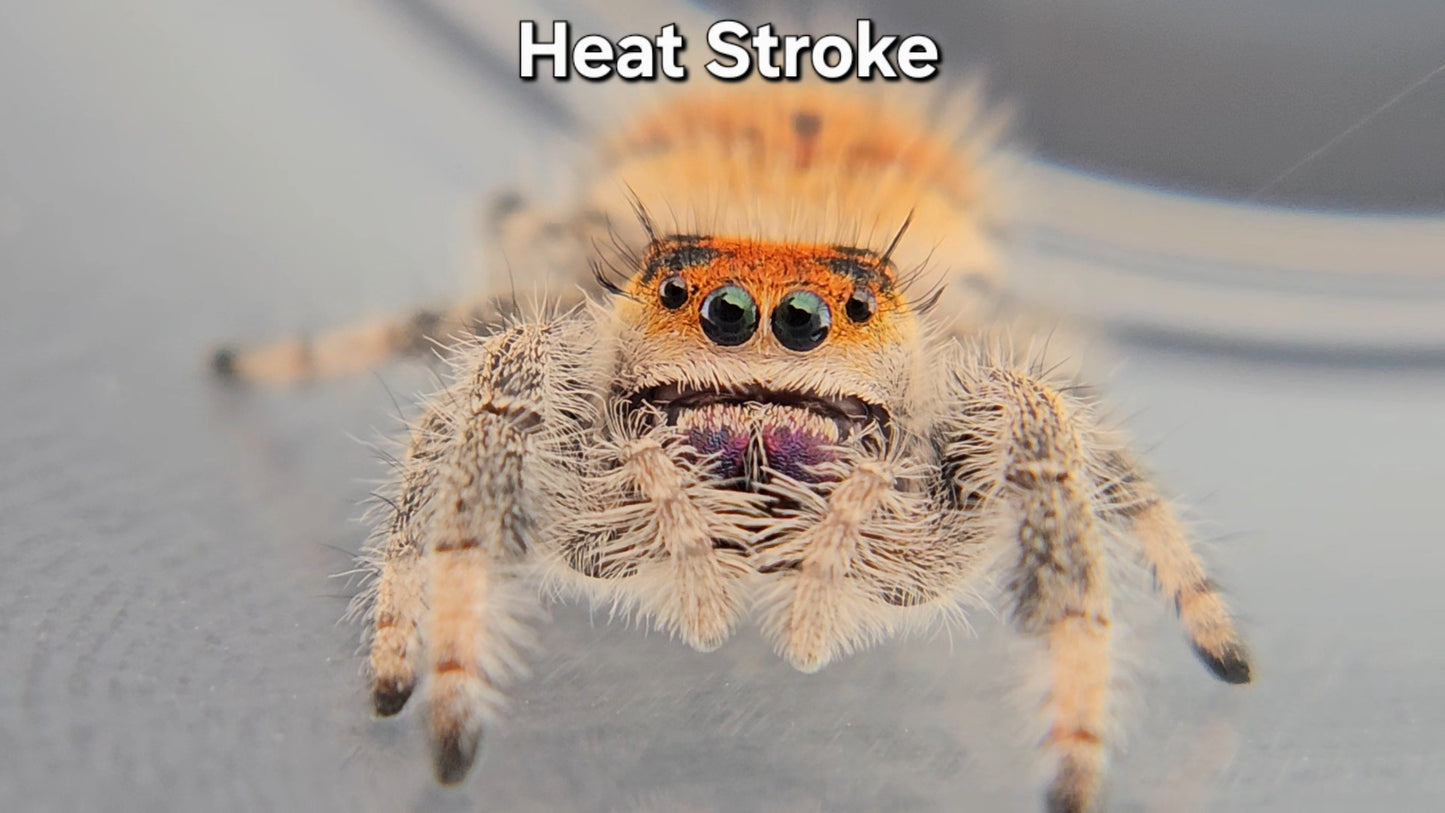 "Heat Stroke" Female Regal (Phidippus regius)