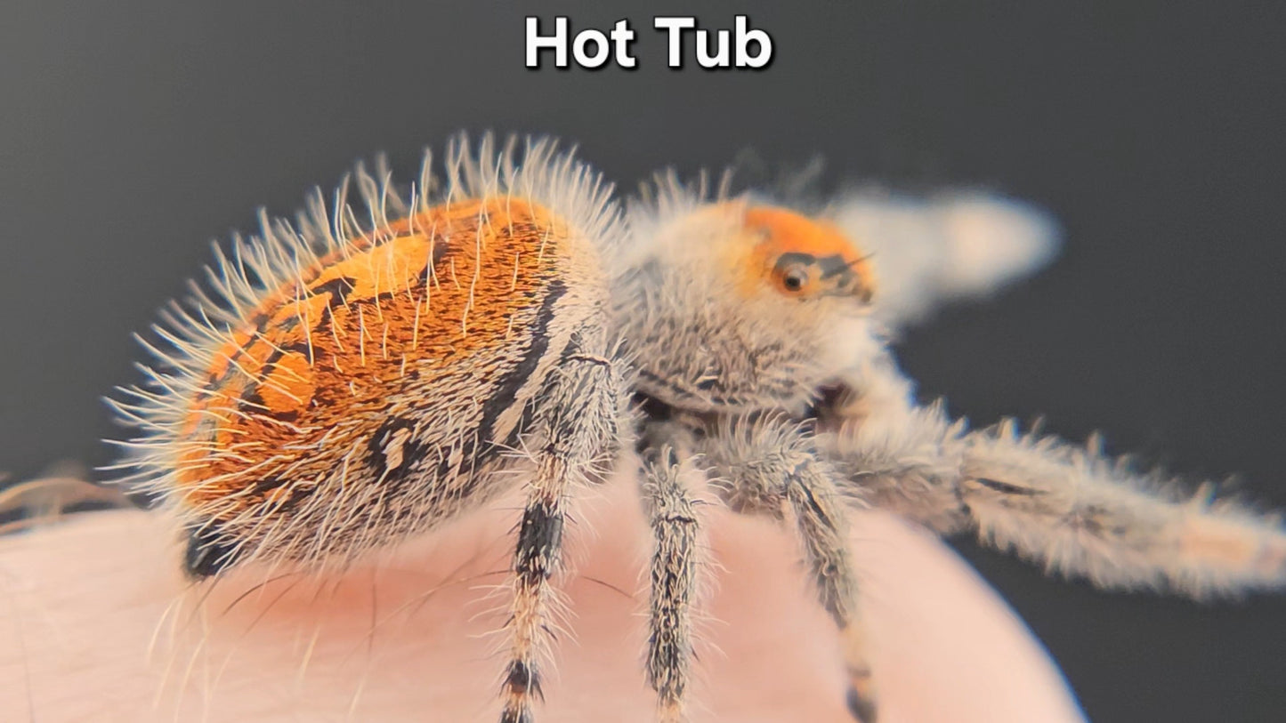 "Hot Tub" Female Regal (Phidippus regius)