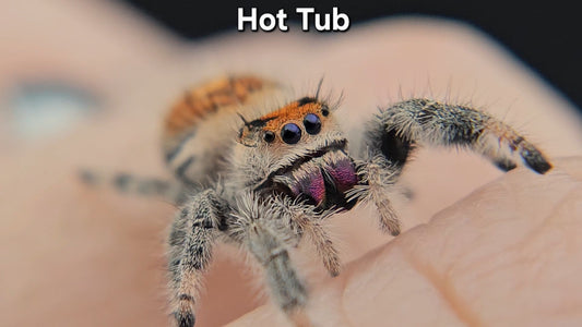 "Hot Tub" Female Regal (Phidippus regius)