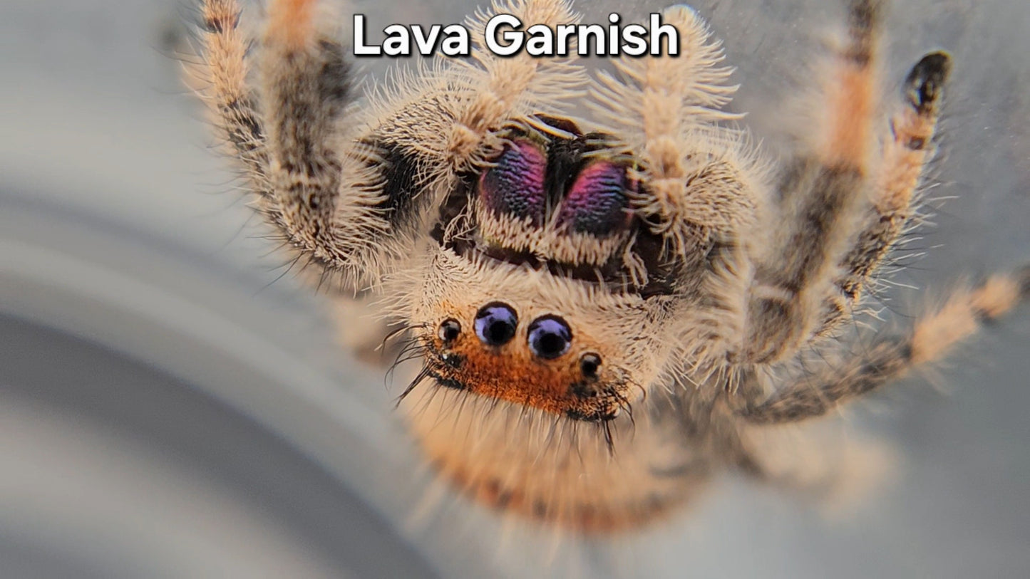 "Lava Garnish" Female Regal (Phidippus regius)