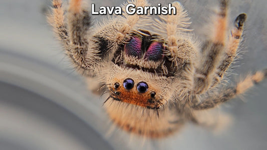 "Lava Garnish" Female Regal (Phidippus regius)