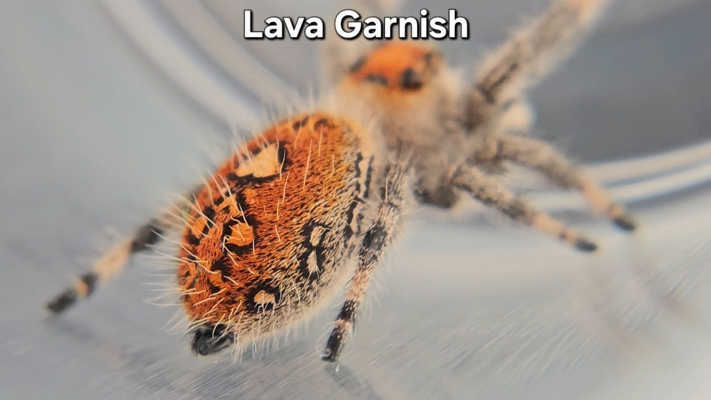 "Lava Garnish" Female Regal (Phidippus regius)