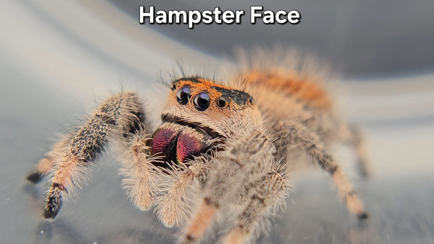 "Hampster Face" Female Regal (Phidippus regius)