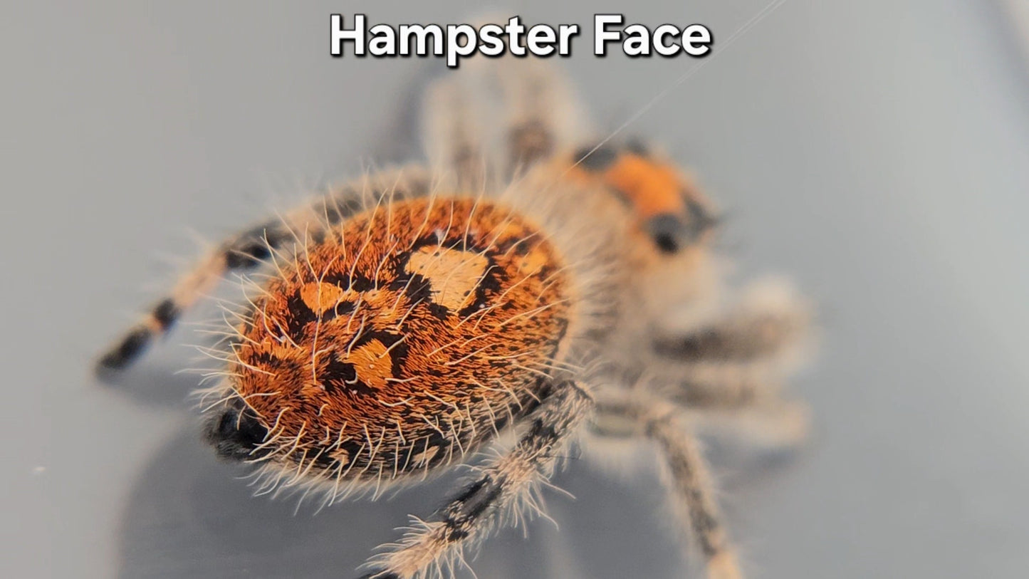 "Hampster Face" Female Regal (Phidippus regius)