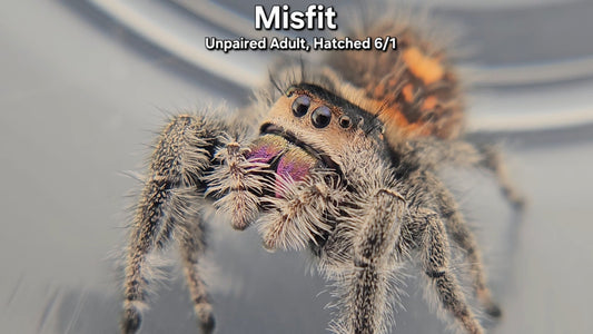 "Misfit" Female Regal (Phidippus regius) - Unpaired Adult