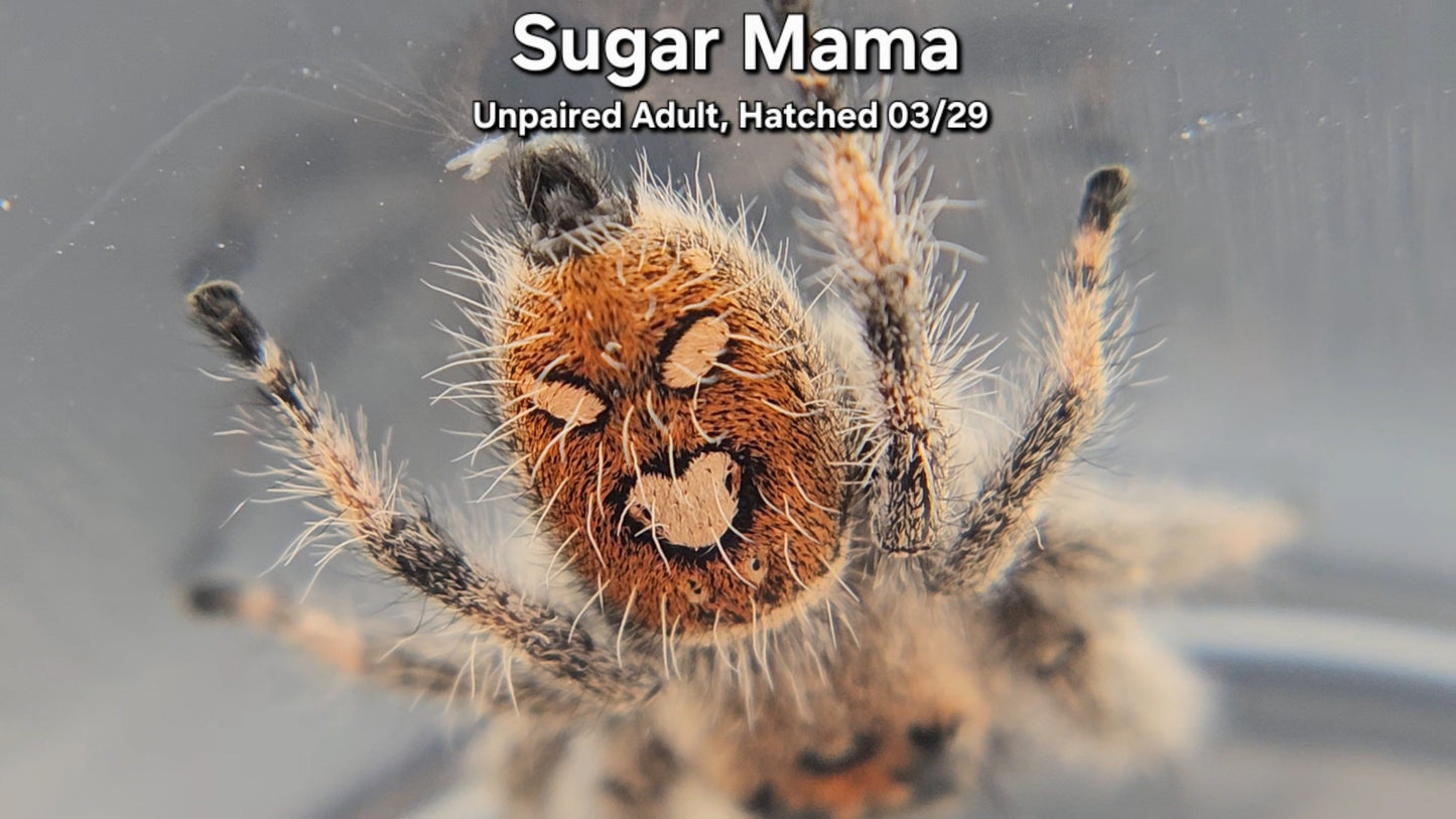 "Sugar Mama" Female Regal (Phidippus regius) - Unpaired Adult
