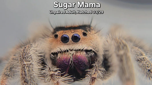 "Sugar Mama" Female Regal (Phidippus regius) - Unpaired Adult