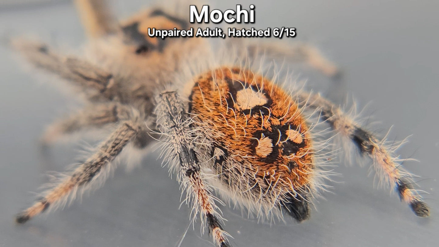 "Mochi" Female Regal (Phidippus regius) - Unpaired Adult