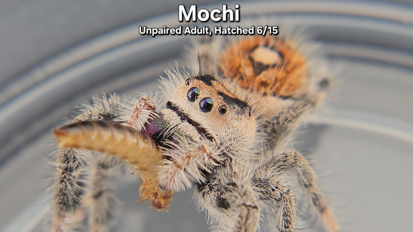 "Mochi" Female Regal (Phidippus regius) - Unpaired Adult