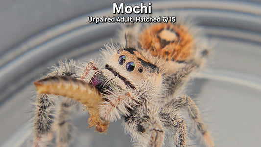 "Mochi" Female Regal (Phidippus regius) - Unpaired Adult
