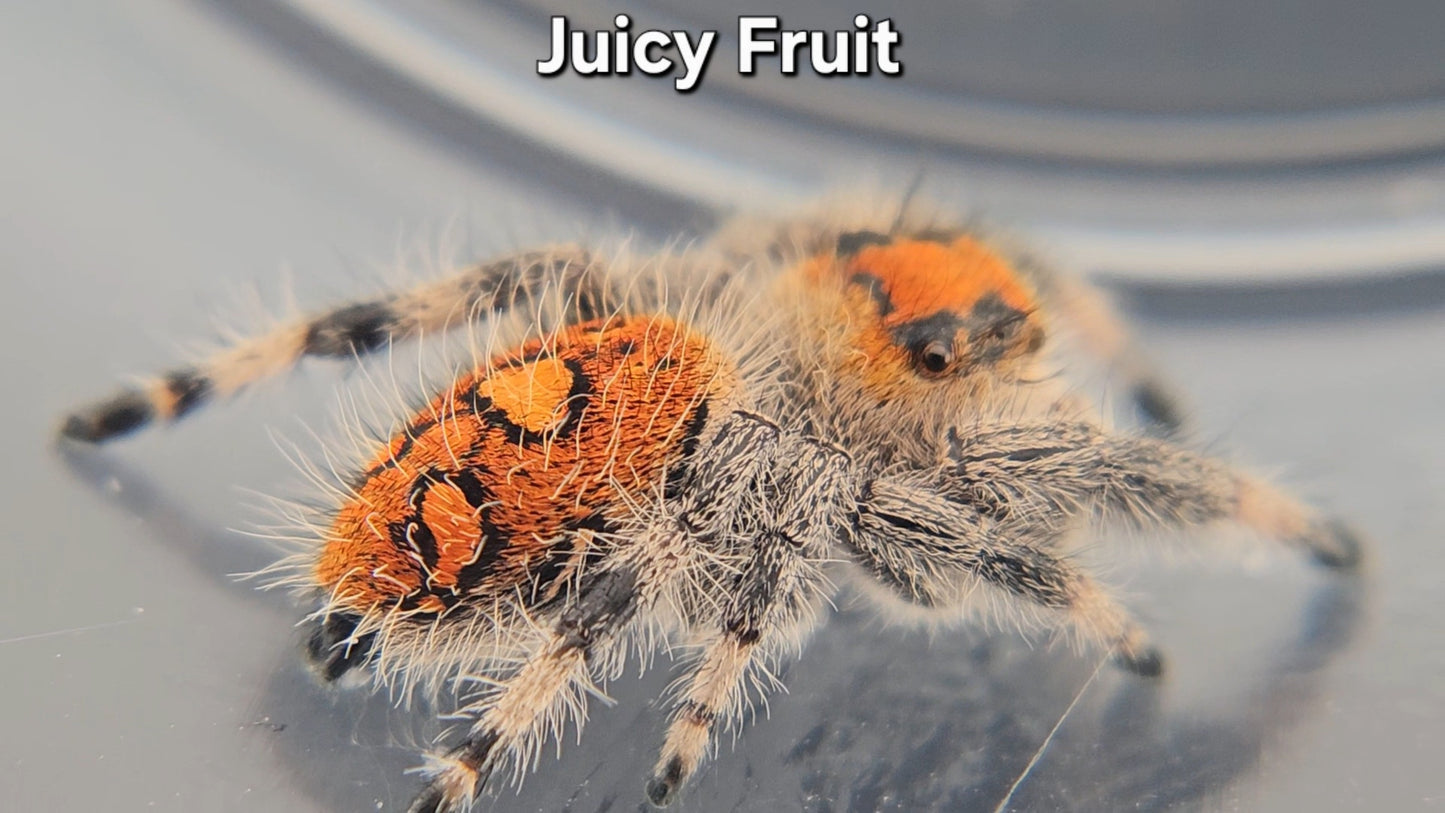 "Juicy Fruit" Female Regal (Phidippus regius)