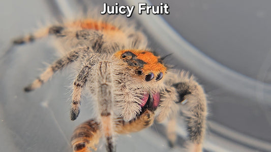 "Juicy Fruit" Female Regal (Phidippus regius)