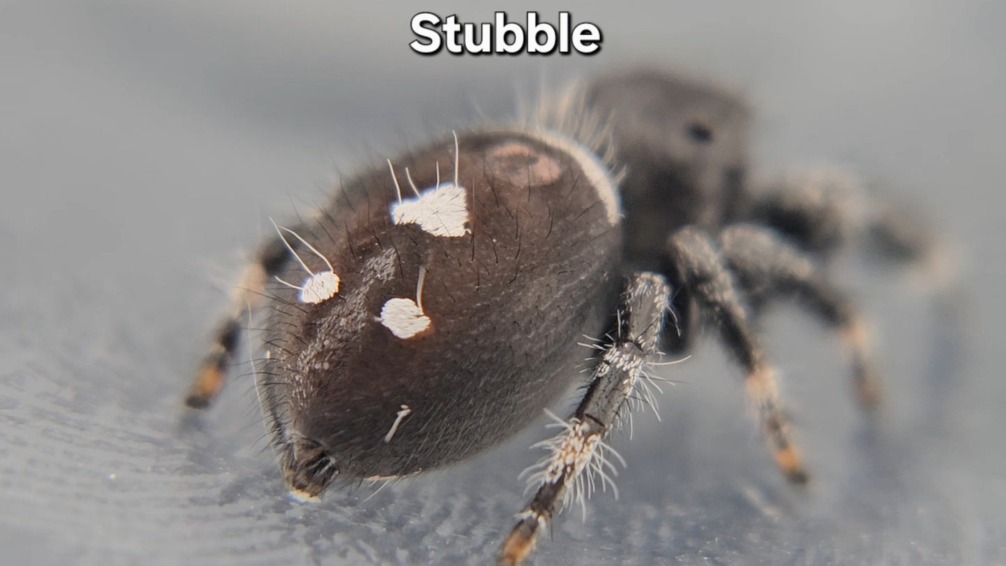 "Stubble" Male Regal (Phidippus regius)