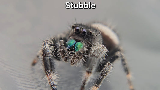 "Stubble" Male Regal (Phidippus regius)