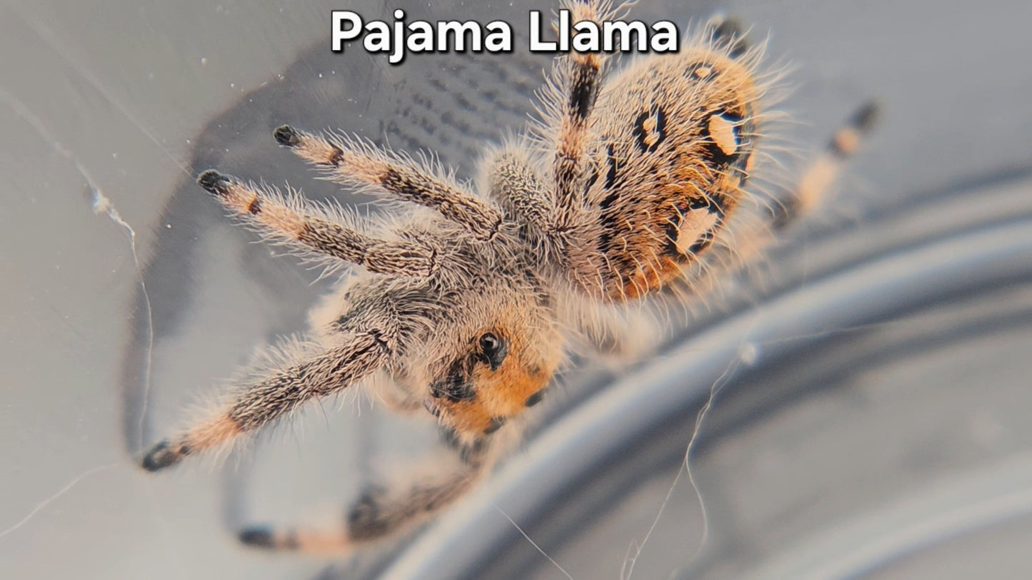 "Pajama Llama" Female Regal (Phidippus regius)