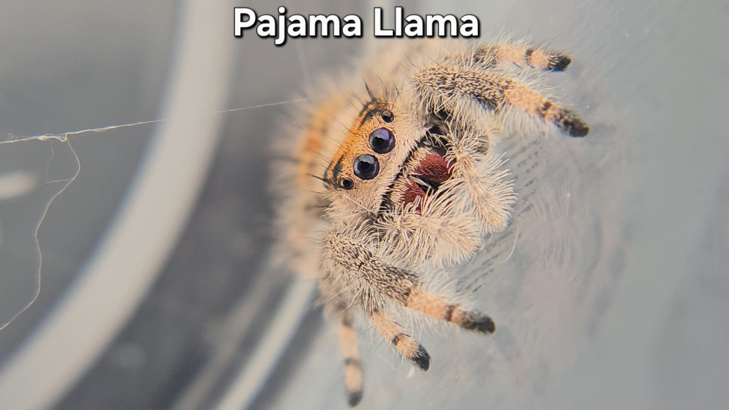"Pajama Llama" Female Regal (Phidippus regius)