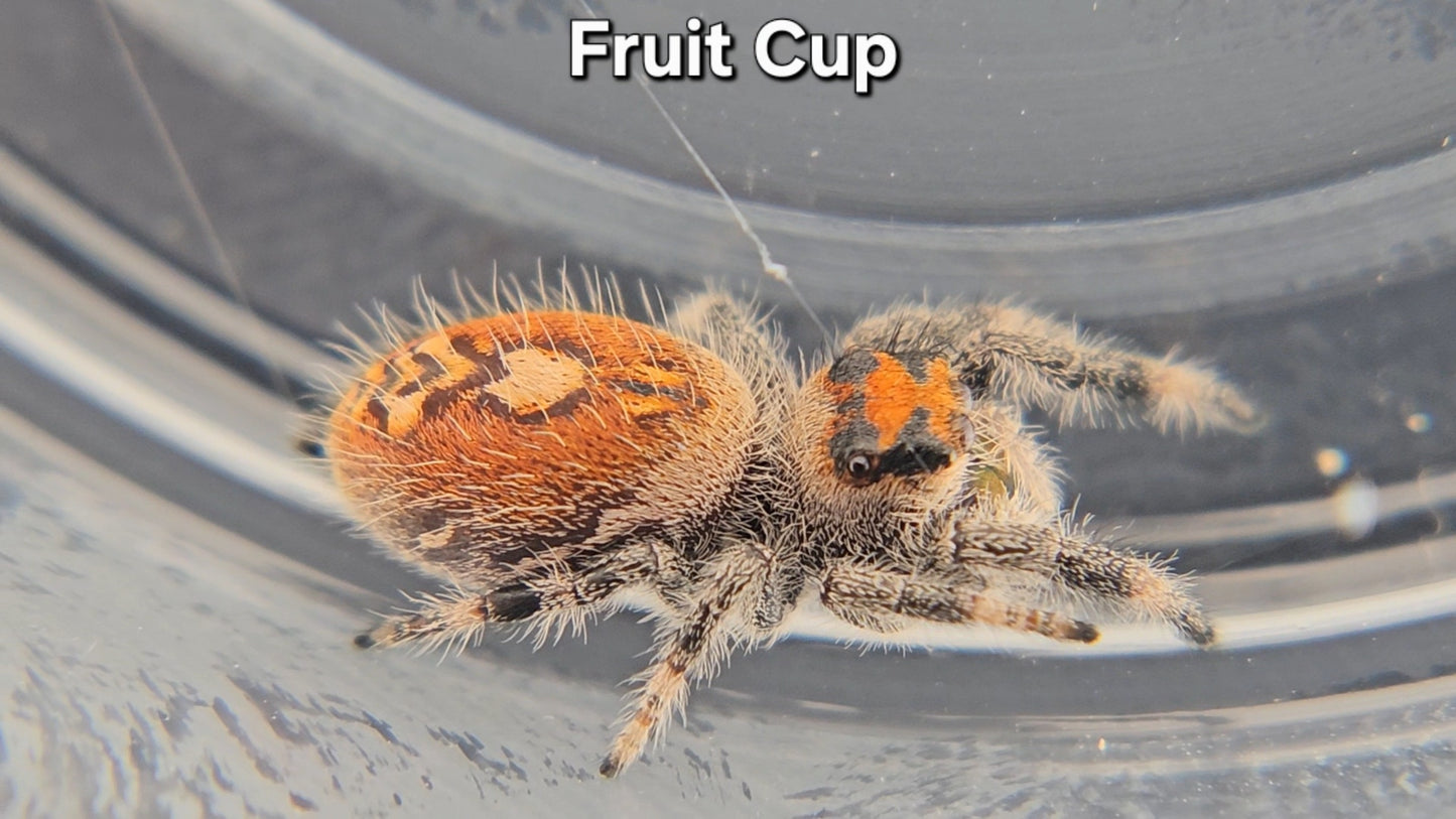 "Fruit Cup" Female Regal (Phidippus regius)
