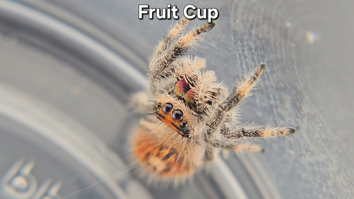 "Fruit Cup" Female Regal (Phidippus regius)
