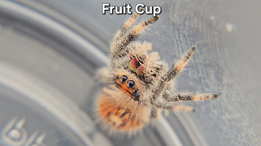 "Fruit Cup" Female Regal (Phidippus regius)