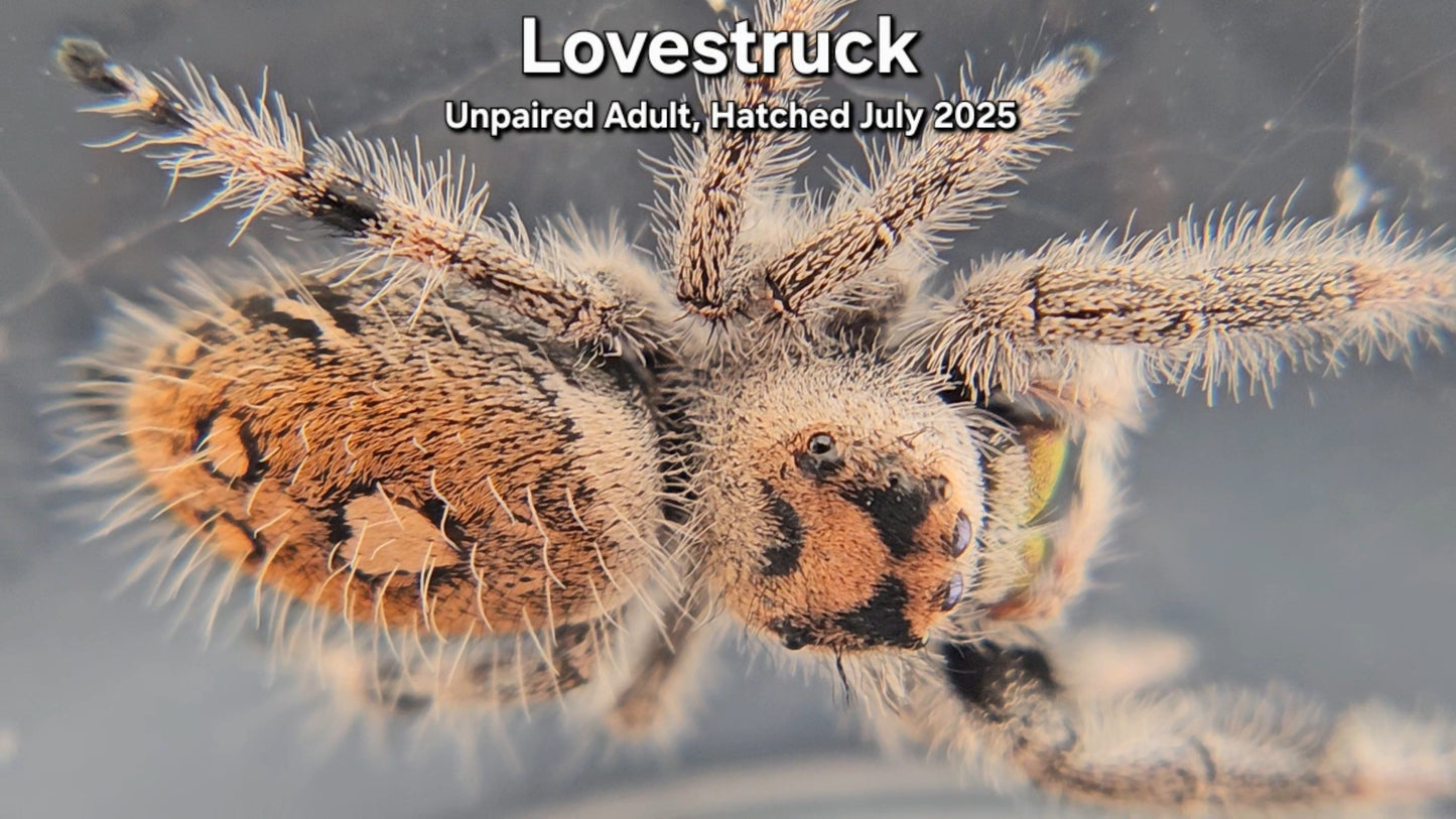 "Lovestruck" Female Regal (Phidippus regius) - Unpaired Adult