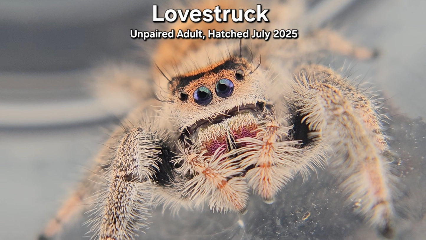 "Lovestruck" Female Regal (Phidippus regius) - Unpaired Adult