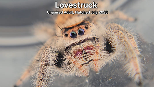 "Lovestruck" Female Regal (Phidippus regius) - Unpaired Adult