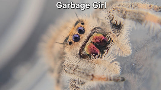 "Garbage Girl" Female Regal (Phidippus regius)