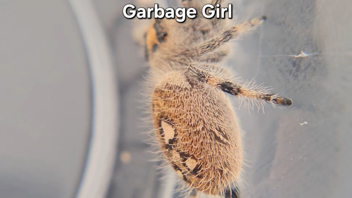 "Garbage Girl" Female Regal (Phidippus regius)