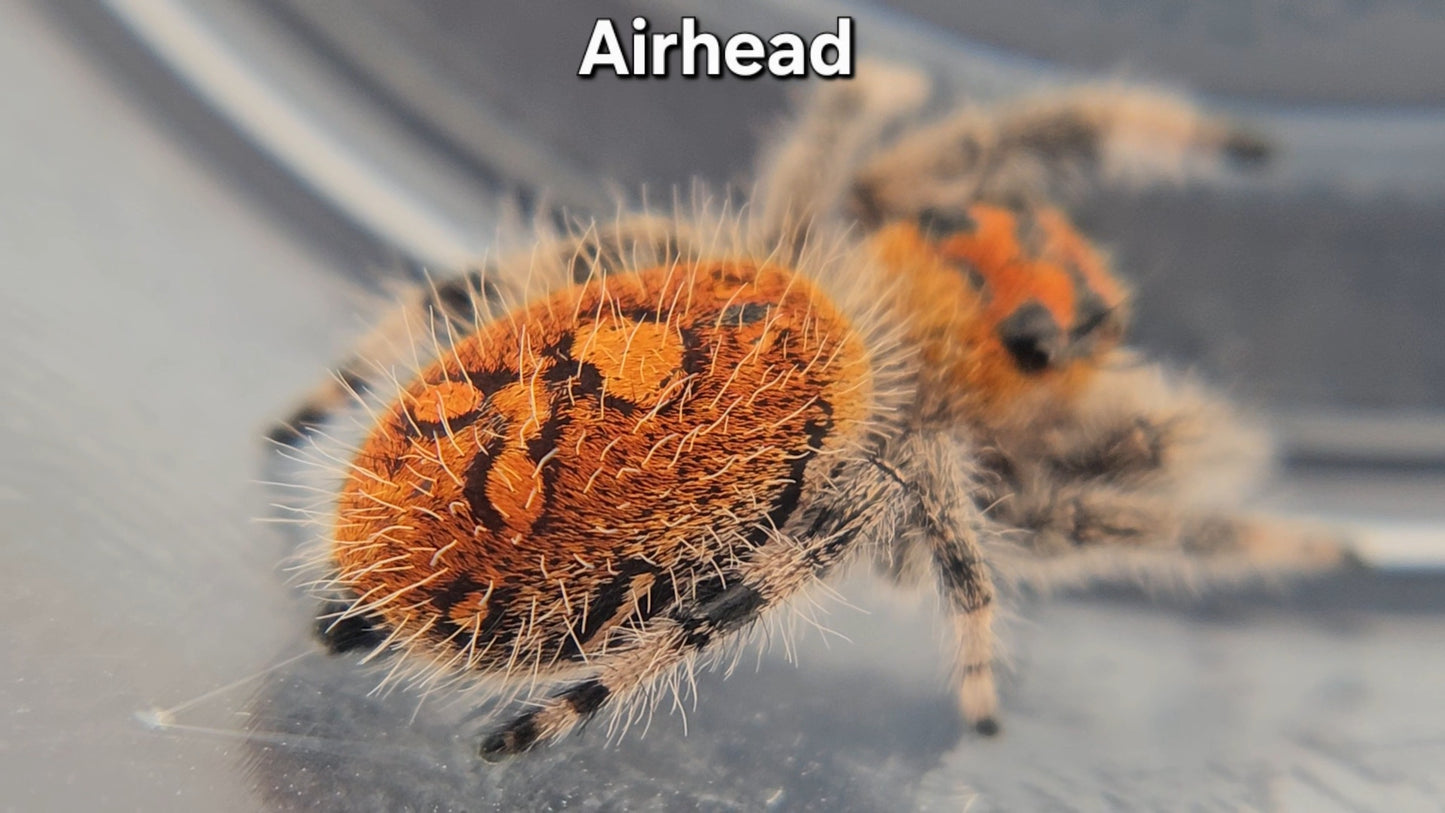 "Airhead" Female Regal (Phidippus regius)