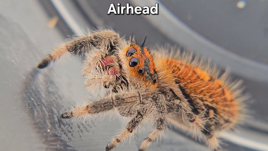 "Airhead" Female Regal (Phidippus regius)