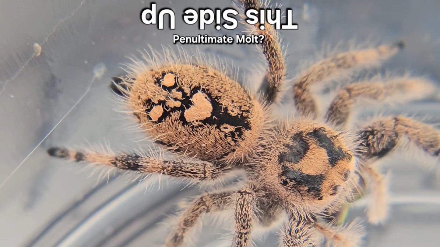 "This Side Up" Female Regal (Phidippus regius) - Penultimate Molt?