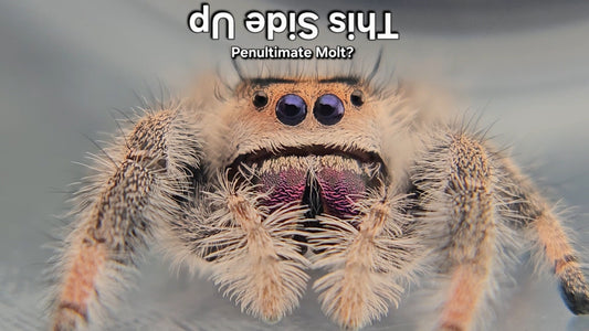 "This Side Up" Female Regal (Phidippus regius) - Penultimate Molt?