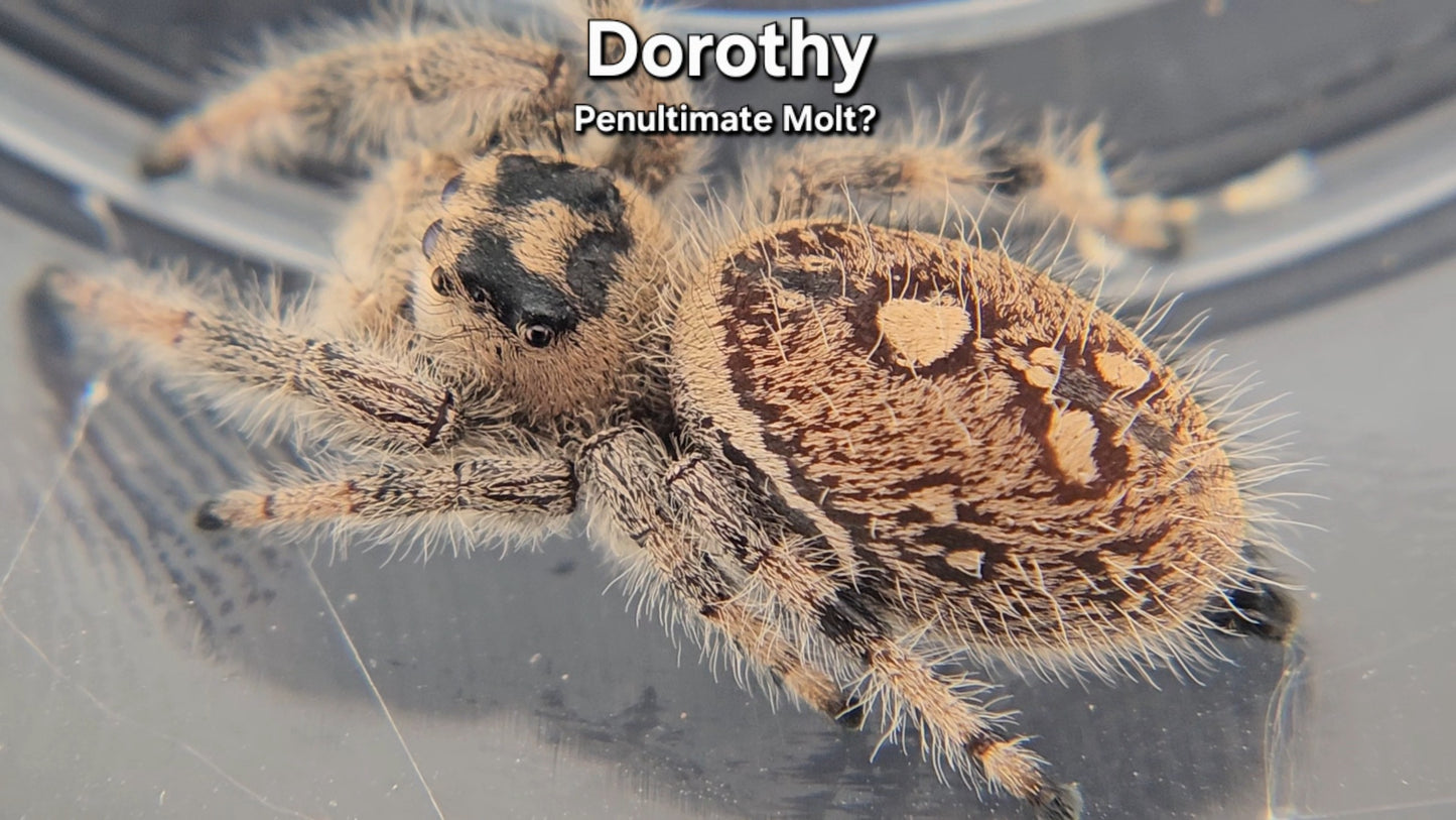 "Dorothy" Female Regal (Phidippus regius) - Penultimate Molt?