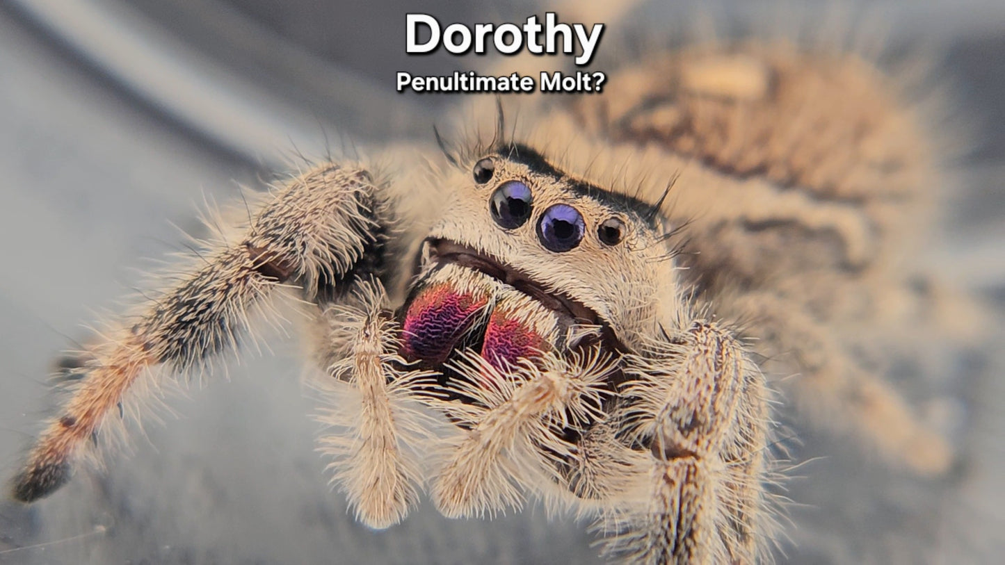 "Dorothy" Female Regal (Phidippus regius) - Penultimate Molt?