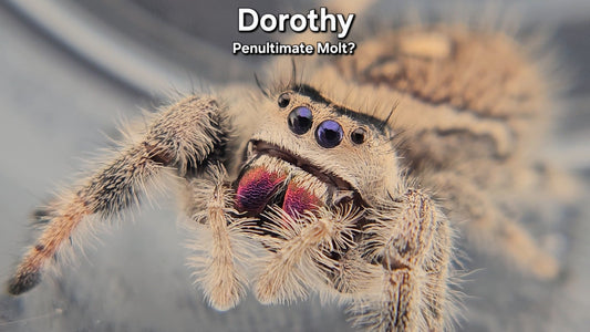 "Dorothy" Female Regal (Phidippus regius) - Penultimate Molt?