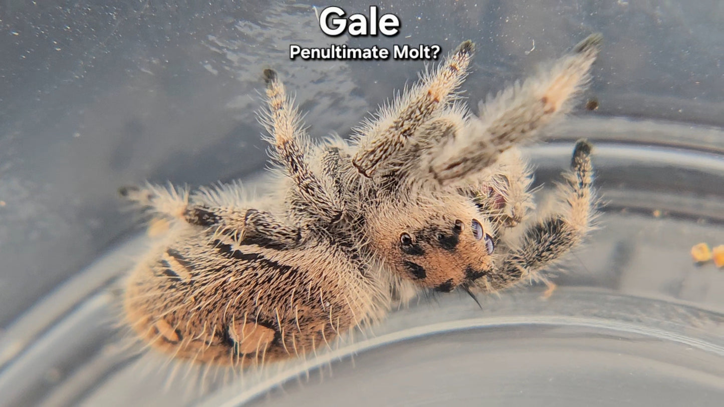 "Gale" Female Regal (Phidippus regius) - Penultimate Molt?