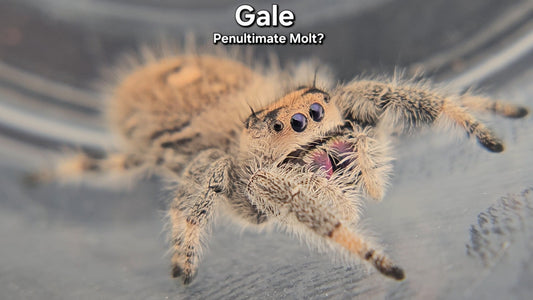 "Gale" Female Regal (Phidippus regius) - Penultimate Molt?