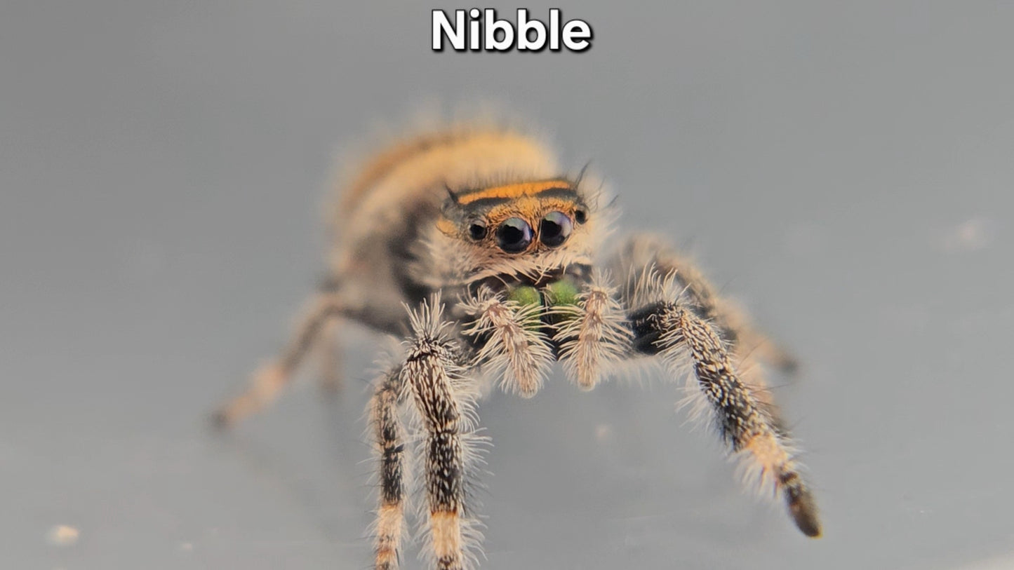 "Nibble" Female Regal (Phidippus regius)
