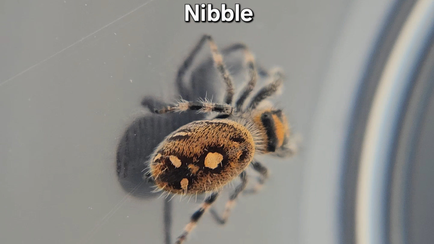 "Nibble" Female Regal (Phidippus regius)