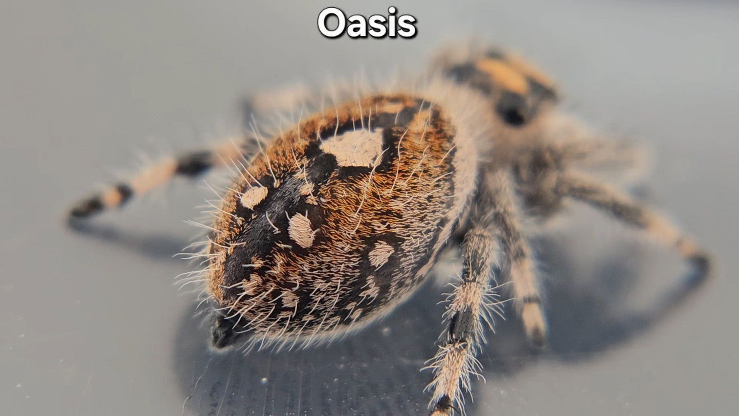 "Oasis" Female Regal (Phidippus regius)