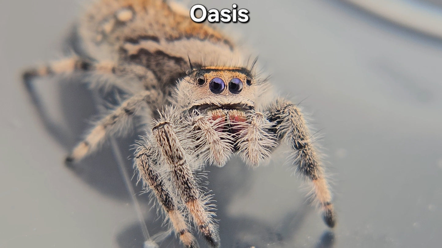 "Oasis" Female Regal (Phidippus regius)