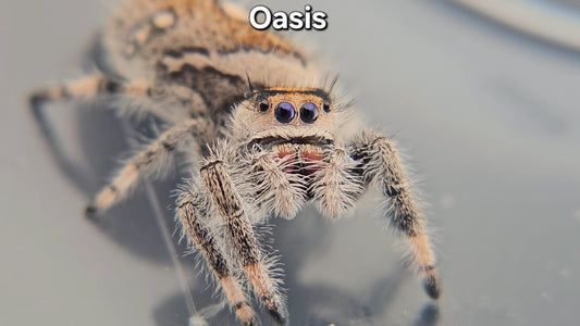 "Oasis" Female Regal (Phidippus regius)