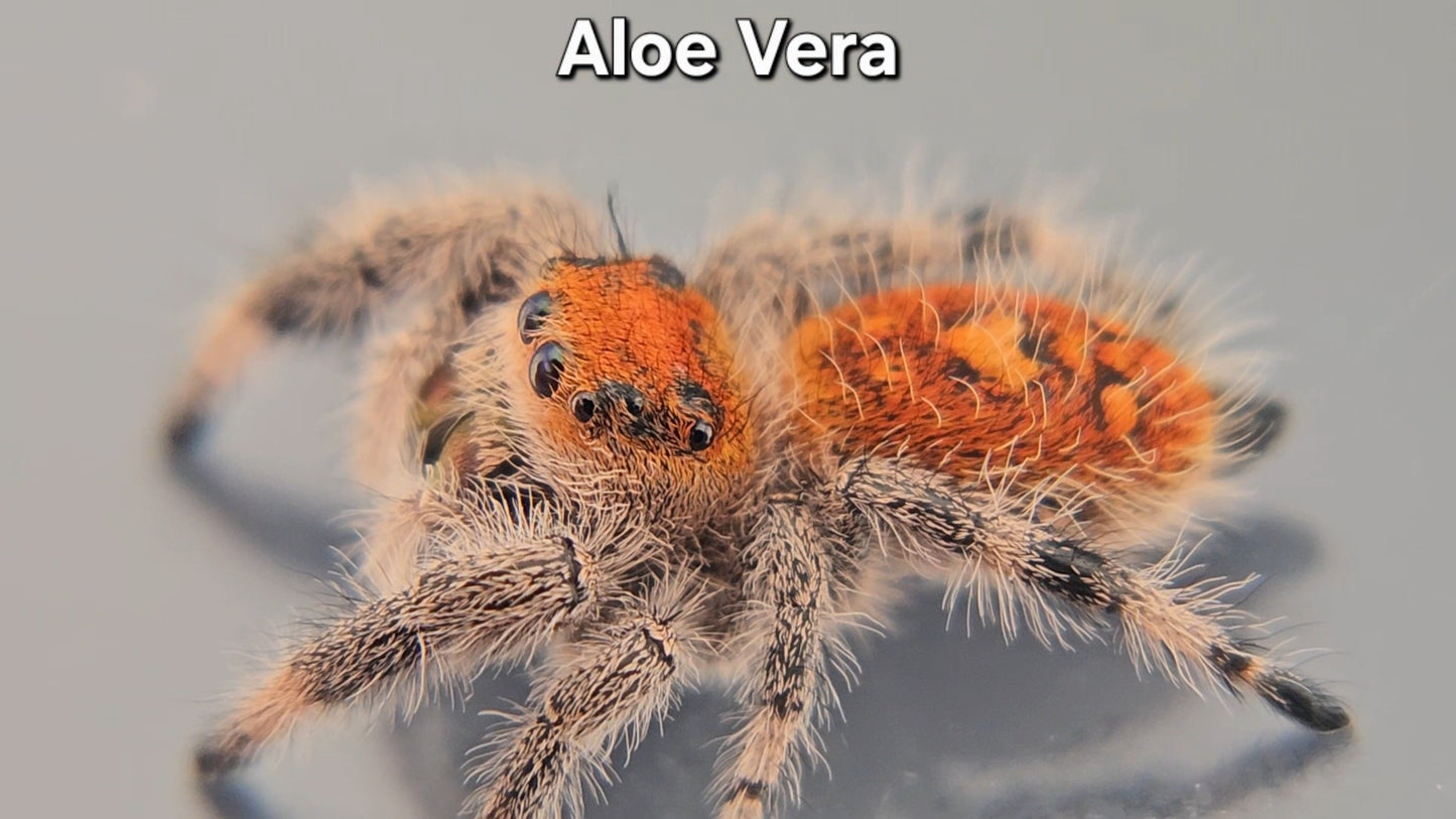 "Aloe Vera" Female Regal (Phidippus regius)
