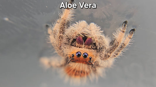 "Aloe Vera" Female Regal (Phidippus regius)