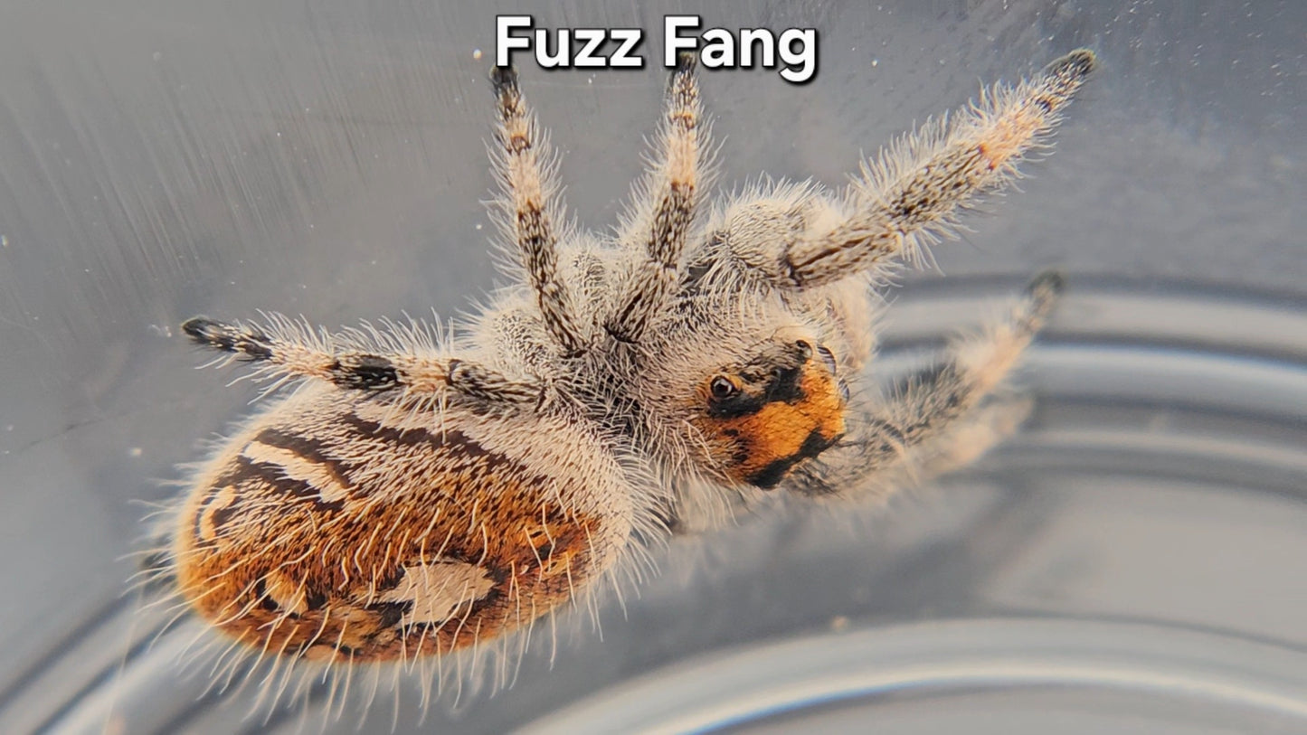 "Fuzz Fang" Female Regal (Phidippus regius)