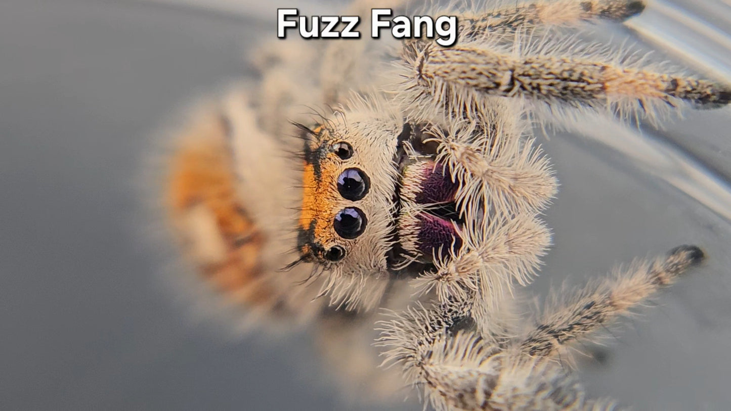 "Fuzz Fang" Female Regal (Phidippus regius)