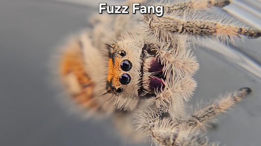 "Fuzz Fang" Female Regal (Phidippus regius)