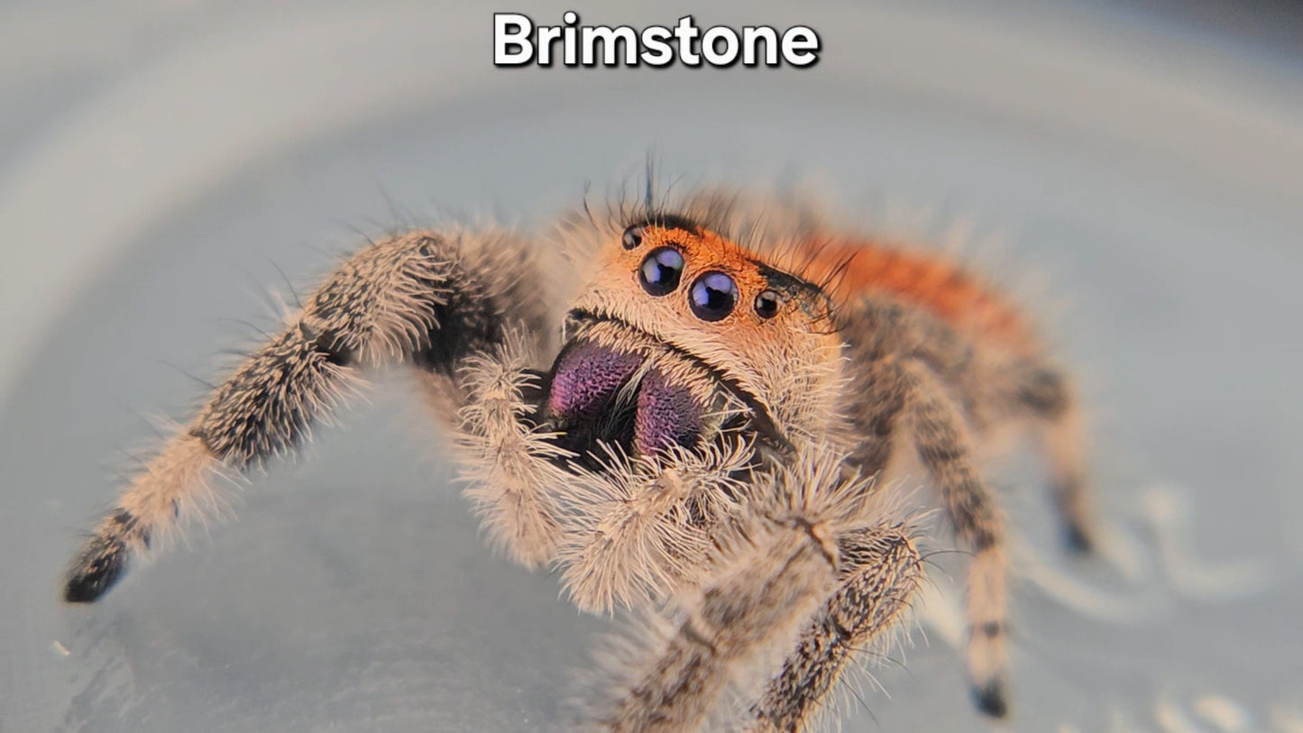 "Brimstone" Female Regal (Phidippus regius)