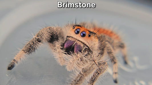 "Brimstone" Female Regal (Phidippus regius)